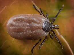 no more deer ticks